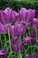 Garden full of long stem purple tulips