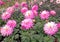 garden full of pink Dahlias in Summer bloom