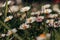 Garden full of white dancers in the form of Bellis perennis bending and dancing in the wind on a sunny spring day. Common daisy,