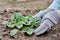 In the garden a gardener in gloves takes care of strawberry seedlings