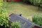 Garden Gargoyle watches over garden from shed roof