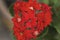 Garden geranium bright red flowers