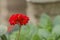 Garden geranium bright red inflorescence