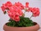 Garden geranium flower in a pot.