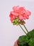 Garden geranium flower in a pot.