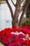 Garden geranium red pelargonium on flower bed. Vertical. Selective focus.