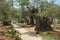 Garden of Gethsemane