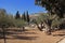 Garden of Gethsemane in Israel