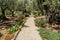 The Garden of Gethsemane in Jerusalem, Israel