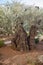 Garden of Gethsemane.Thousand-year olive trees
