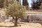 Garden of Gethsemane. Thousand years old olive trees.