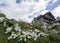 Garden with giant daisies in a wooden apartment building in the background in a residential mountain village