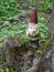 Garden gnome with an ax in his hand stands in the woods on a tree stump between green plants.