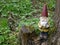 Garden gnome with an ax in his hand stands in the woods on a tree stump between green plants.