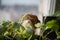 A garden gnome among the flowers. A small bearded dwarf in a straw hat sits in a vegetable seedling.