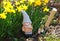 Garden gnome with a shovel in front of yellow flowers