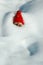 Garden Gnome in Snow