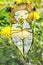 Garden Goddess Whimsical Nature Illustration