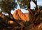 Garden Of The Gods Juniper View