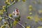 Garden goldfinch tree flowers