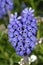 Garden Grape Hyacinth