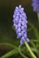 Garden Grape Hyacinth