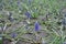 Garden grape hyacinths with blue flowers