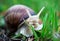 Garden, grape snail eats grass Cepaea hortensis, Helix pomatia, burgundy snail, edible snail, snails. Close-up image.