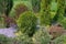 Garden green coniferous ornamental trees colored bushes