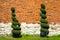 Garden with green decorative bushes shaped in the form of a spiral, shaped bushes