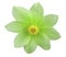 Garden green flower, white isolated background with clipping path. Closeup.