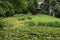 garden in a green forest with a Japanese-style gazebo with a lake and water lilies