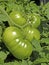 Garden Green Tomatoes