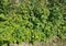 Garden greenery with a raspberry bush