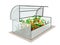 Garden greenhouse with a crop of pepper. Isolated object on a blank background