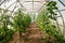 Garden greenhouse with cucumbers and flowering tomato bushes