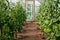 Garden greenhouse with cucumbers and flowering tomato bushes
