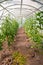 Garden greenhouse with flowering tomato bushes and cucumbers