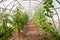 Garden greenhouse with flowering tomato bushes and cucumbers