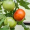 In the garden in the greenhouse, large tomatoes, red and green, hang on a branch