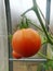 In the garden greenhouse, ripening green tomatoes on the branch of a Bush plant. tomate in the garden. Roma and Lemon Boy tomatoes