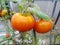 In the garden greenhouse, ripening green tomatoes on the branch of a Bush plant. tomate in the garden. Roma and Lemon Boy tomatoes