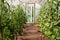 Garden greenhouse with rows of flowering tomato bushes and cucumbers