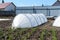 Garden greenhouses in the form of arches covered with fiber. Garden.