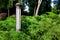 a garden ground lantern in the bushes.