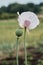 In the garden grows a poppy with green heads. .White poppy flower and boll. Lonely flower of white poppy. Macro.