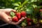 Garden harvest Female farmer handpicks ripe organic strawberries, agriculture concept