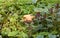 Garden at harvesting time: pumpkin on bed around growing beet root and amaranth