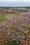 Garden at Hauser & Wirth Gallery named the Oudolf Field, at Durslade Farm, Somerset UK. Designed by landscape artist Piet Oudolf.