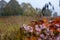 Garden at Hauser & Wirth Gallery named the Oudolf Field, at Durslade Farm, Somerset UK. Designed by landscape artist Piet Oudolf